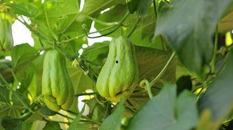 孕妇可以吃弗手瓜,孕妇适宜食用的健康水果——弗手瓜