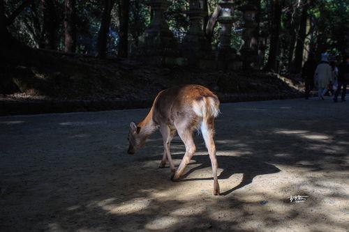 网红密鹿,揭秘网红背后的神秘魅力