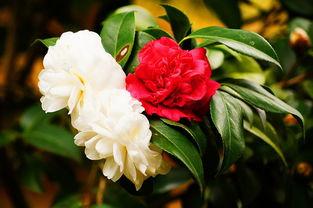 今日头条如何拍摄茶花图