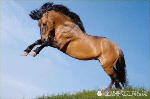 马开头的明星,马姓明星闪耀娱乐圈