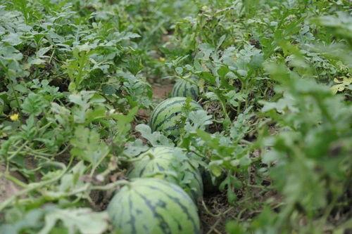 溧阳吃瓜新闻爆料是真的吗,真相揭秘，是真是假？